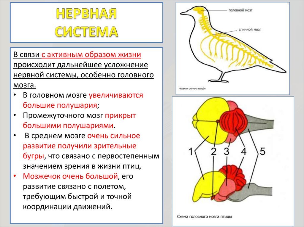Средний мозг у птиц