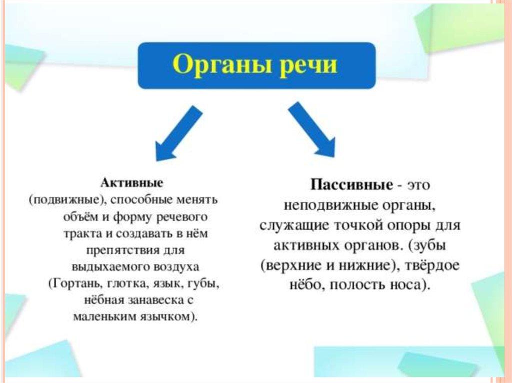 В речи участвуют. Активные органы речевого и пассивные речевого аппарата. Пассивные органы речи. Пассивные органы произношения - это. К пассивным органам речи относят:.