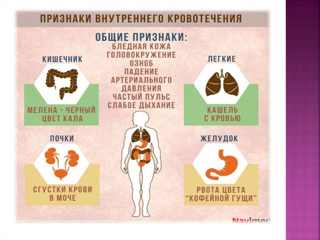 Внутренние симптомы. Симптомы внутреннего кровотечения у собак.