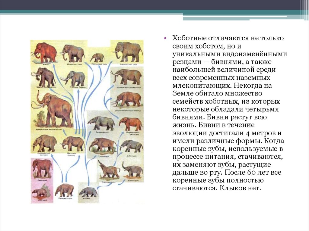 Высшие плацентарные животные презентация