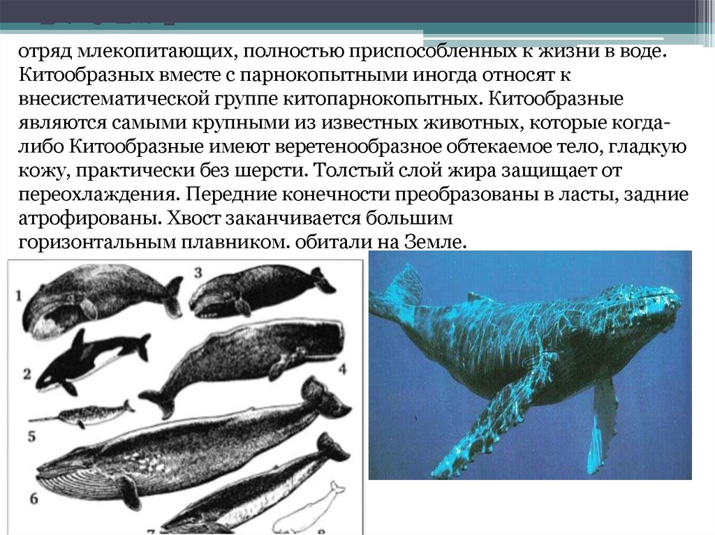 По какому морфологическому признаку изображенное на рисунке животное относится к млекопитающим слон