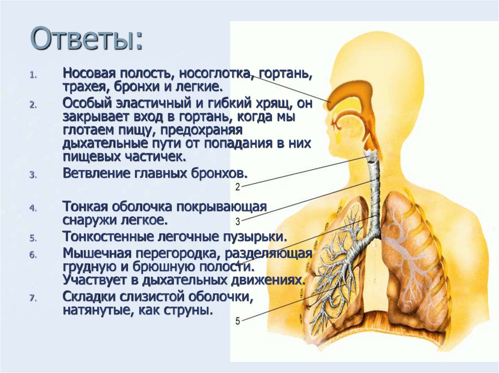 Что то попало в легкое. Носовая полость гортань трахея. Носовая полость носоглотка гортань. Носовая полость гортань трахея бронхи. Носовая полость гортань трахея бронхи легкие.