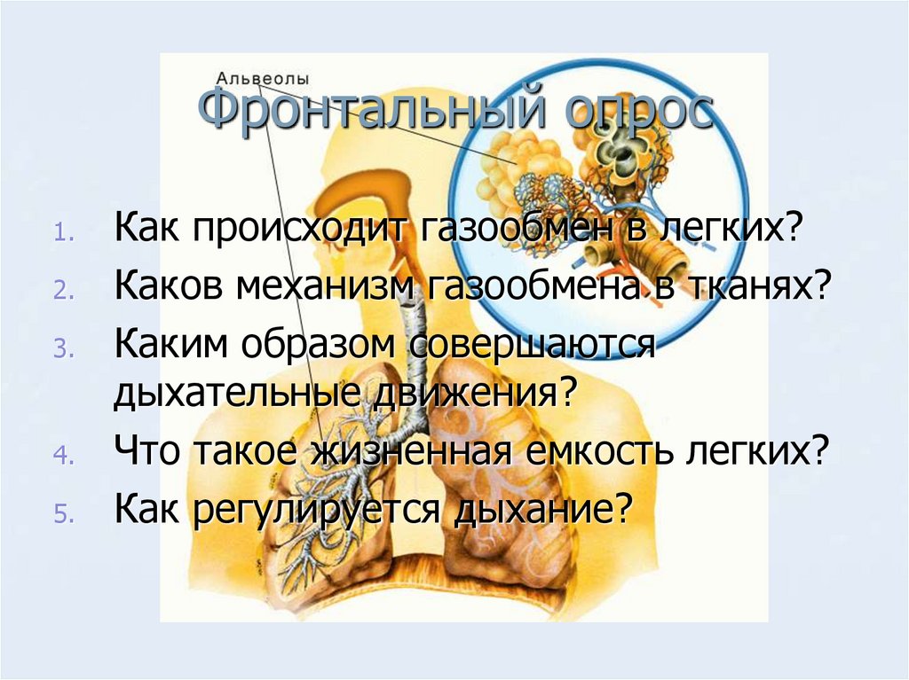 Легкий каков. Каким образом совершаются дыхательные движения. Каким образом совершают дыхательные движение.