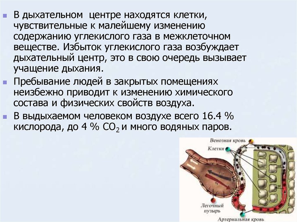 Центры сердечной и дыхательной деятельности находятся. Дыхательный центр клетки. Влияние углекислого газа на дыхание. Избыток углекислого газа дыхательный центр. Влияние углекислого газа на дыхательный центр.