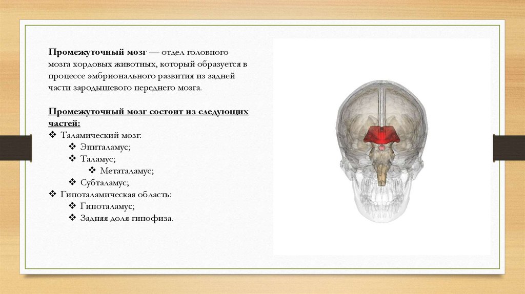 Передний мозг слабо развит. Промежуточный мозг животных. Таламический мозг. Промежуточная голова. Задняя часть коробки головного мозга.