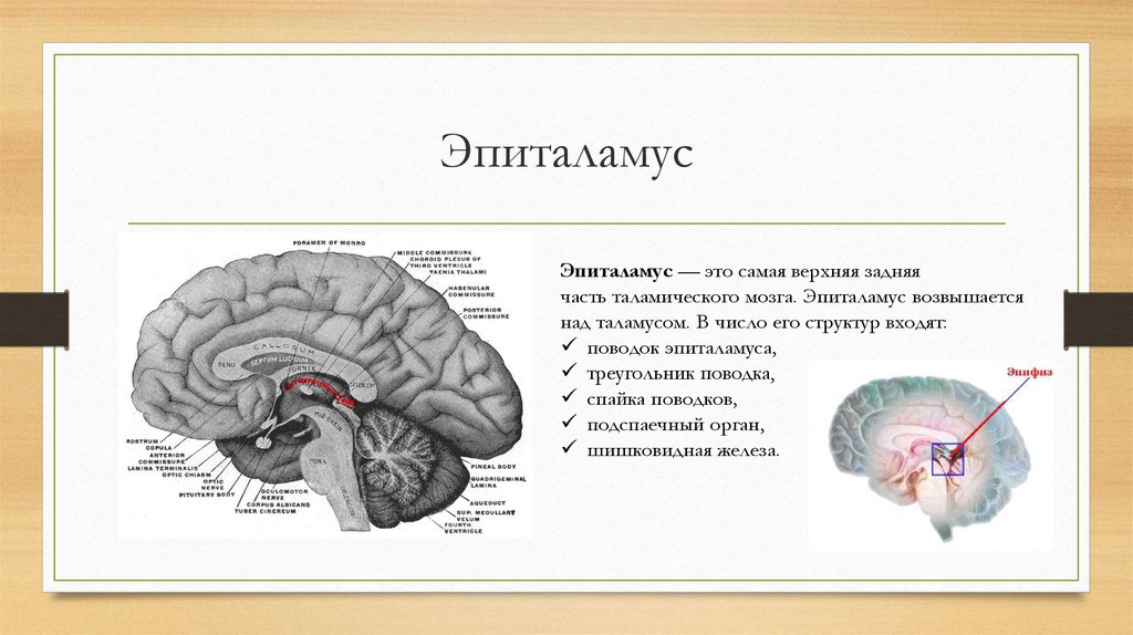 Промежуточный мозг располагается в. Поводки промежуточного мозга. Промежуточный мозг эпиталамус функции. Эпиталамус функция головного мозга. Метаталамус промежуточного мозга функции.