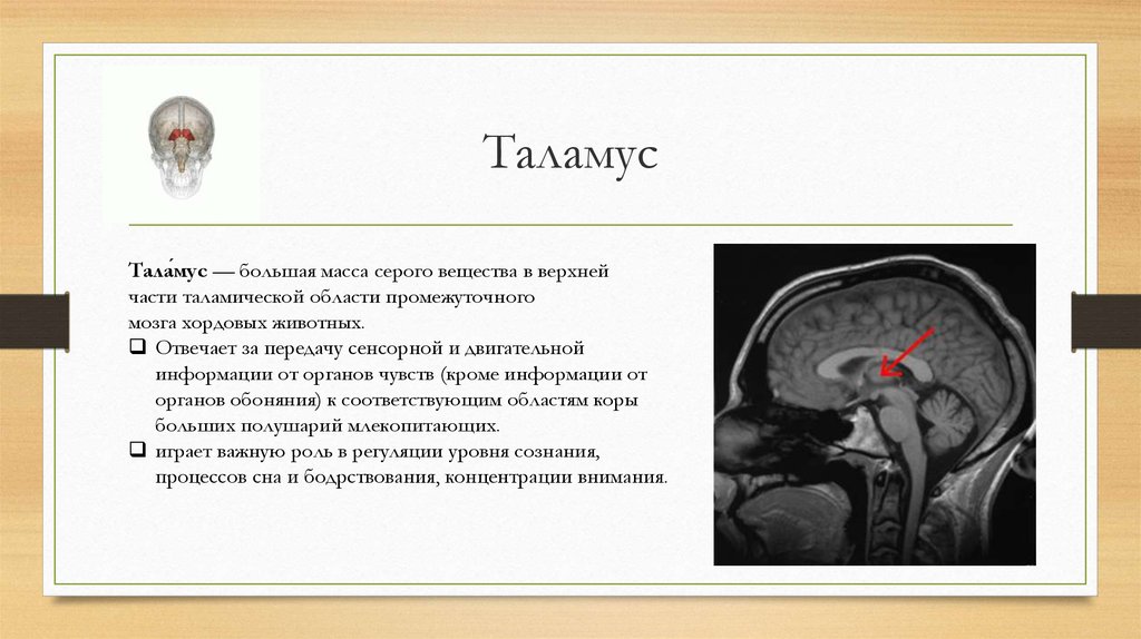 Таламус функции. Нарушение функции таламуса. Функция таламуса в головном мозге. Таламус строение и функции. Функции таламуса головного мозга кратко.