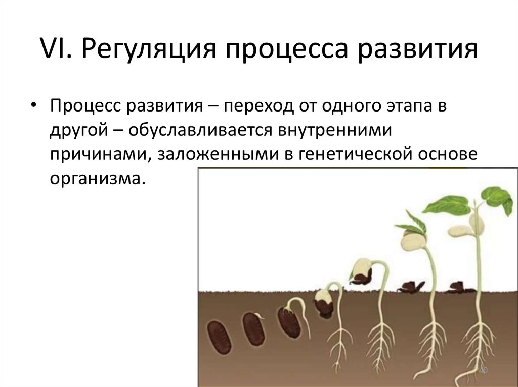 В чем заключается значение процесса роста человека. Схема индивидуальное развитие растений. Процесс развития растений. Этапы роста и развития растений. Этапы индивидуального развития растений.
