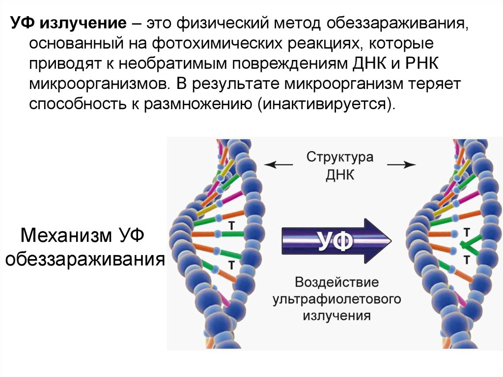 Исходная днк. Механизм действия ультрафиолетового излучения. Воздействие УФ лучей на структуру ДНК. Ультрафиолетовое облучение механизм действия. Какое действие оказывают УФ лучи на структуру ДНК.