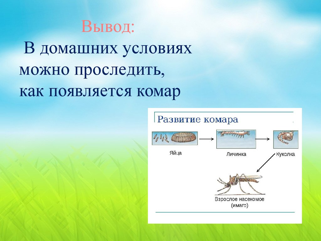 В каком месяце появляются комары