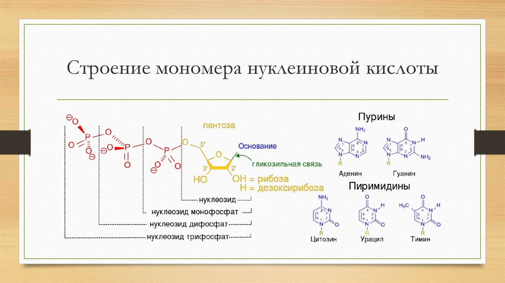 Мономер нуклеиновой кислоты аминокислота. Строение мономеров нуклеиновых кислот.