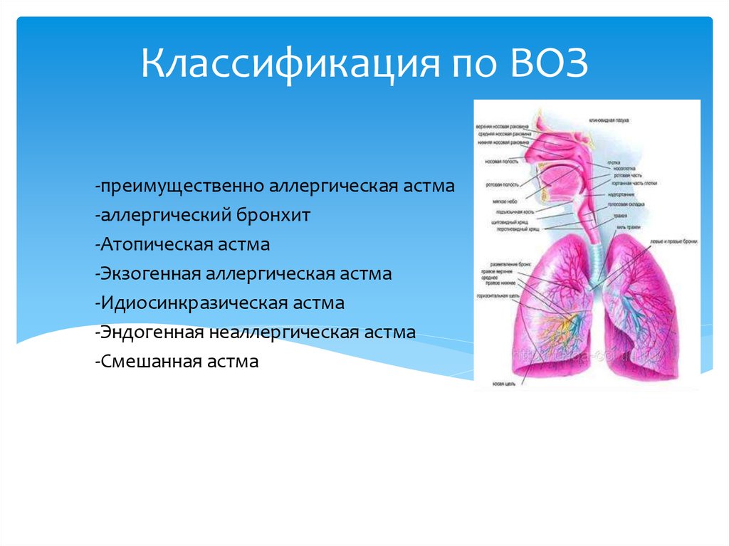 Аллергический бронхит. Бронхит классификация воз. Идиосинкразическая астма. Классификация астматического бронхит.