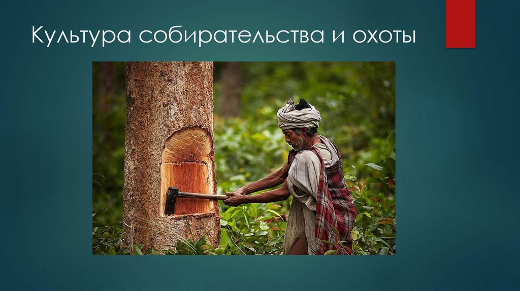 Культура собирательства и охоты