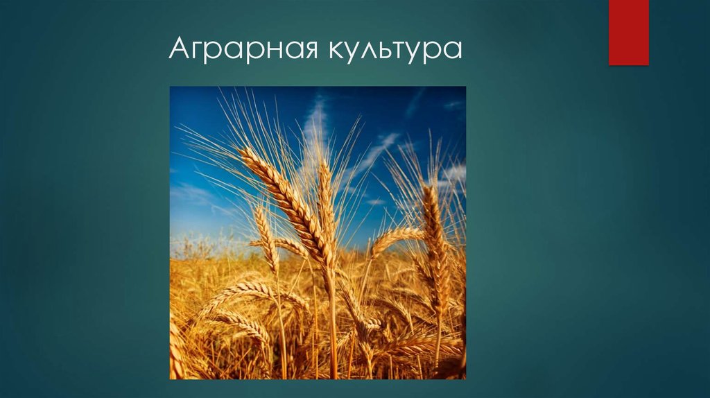 Агрономическая культура. Аграрная культура. Характеристика аграрной культуры. Аграрное общество картинки для презентации.