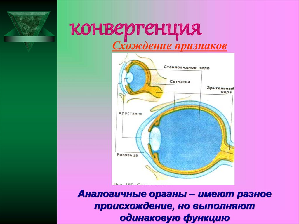 Конвергенция в офтальмологии