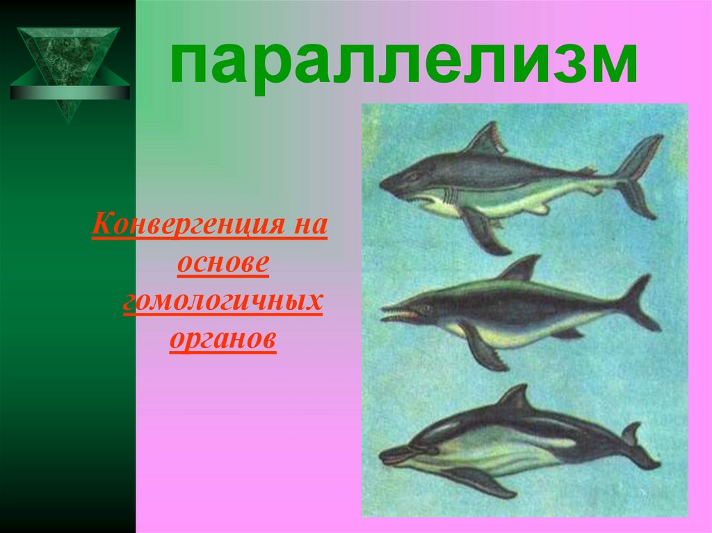 Примеры параллелизма. Параллелизм в биологии. Параллелизм в эволюции. Конвергенция это в биологии. Органы конвергенция , параллелизм.