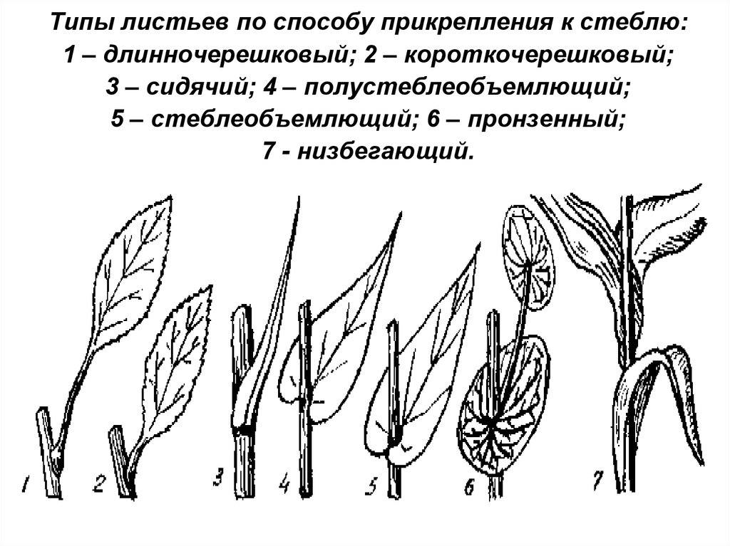 Методы листа. Прикрепление листьев к стеблю черешковый. Способ прикрепления листа к стеблю черешковый. Черешковое прикрепление листьев. Типы листьев по прикреплению к стеблю.