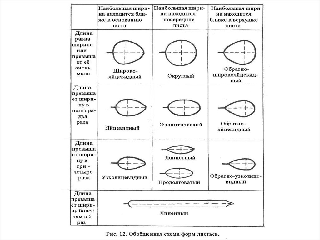 Измерение листа. Форма листа таблица. Обобщенная схема форм листьев. Параметр измерения листьев. Морфология листа таблица.