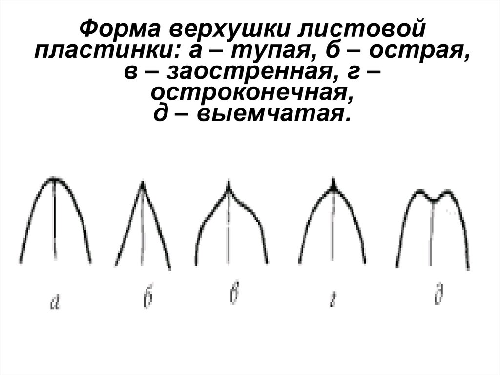 Форма основания листовой