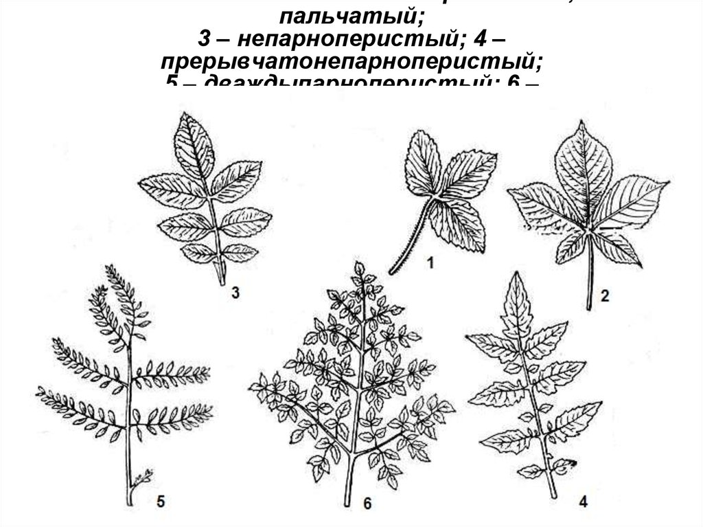 Какой лист изображен на рисунке. ПАРНОПЕРИСТЫЙ сложный лист. Сложные листья тройчатосложные. Непарноперистые тройчатые листья. Тройчатые пальчатые и перистые листья.