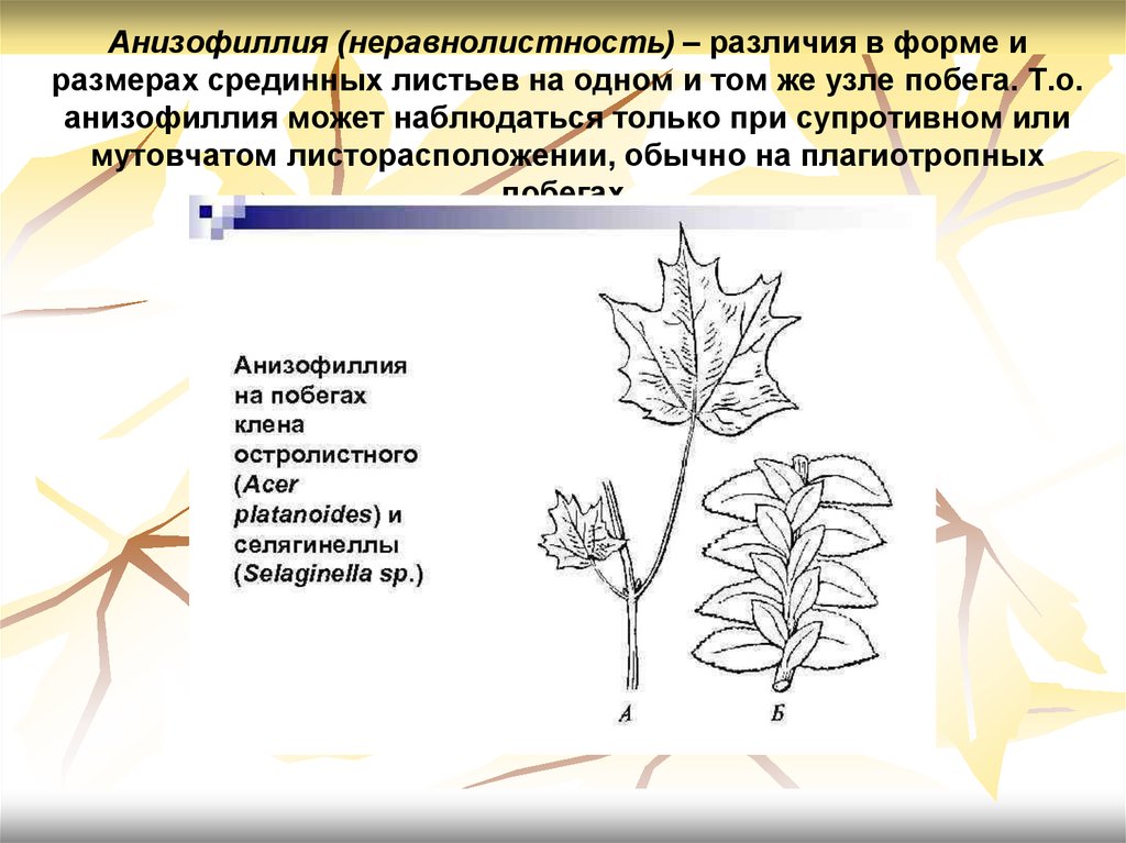 Страница и лист отличие. Анизофиллия (Неравнолистность). Анизофиллия листьев. Формации листьев, Гетерофиллия, анизофиллия.. Анизофиллия у растений.