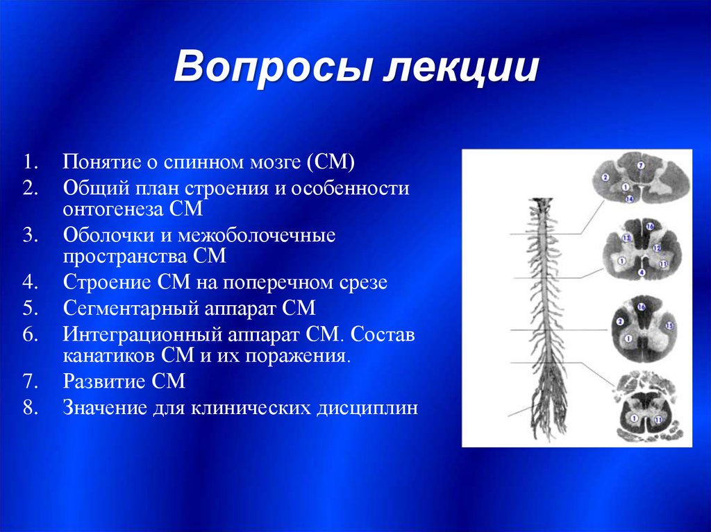 Тест биология спинной мозг