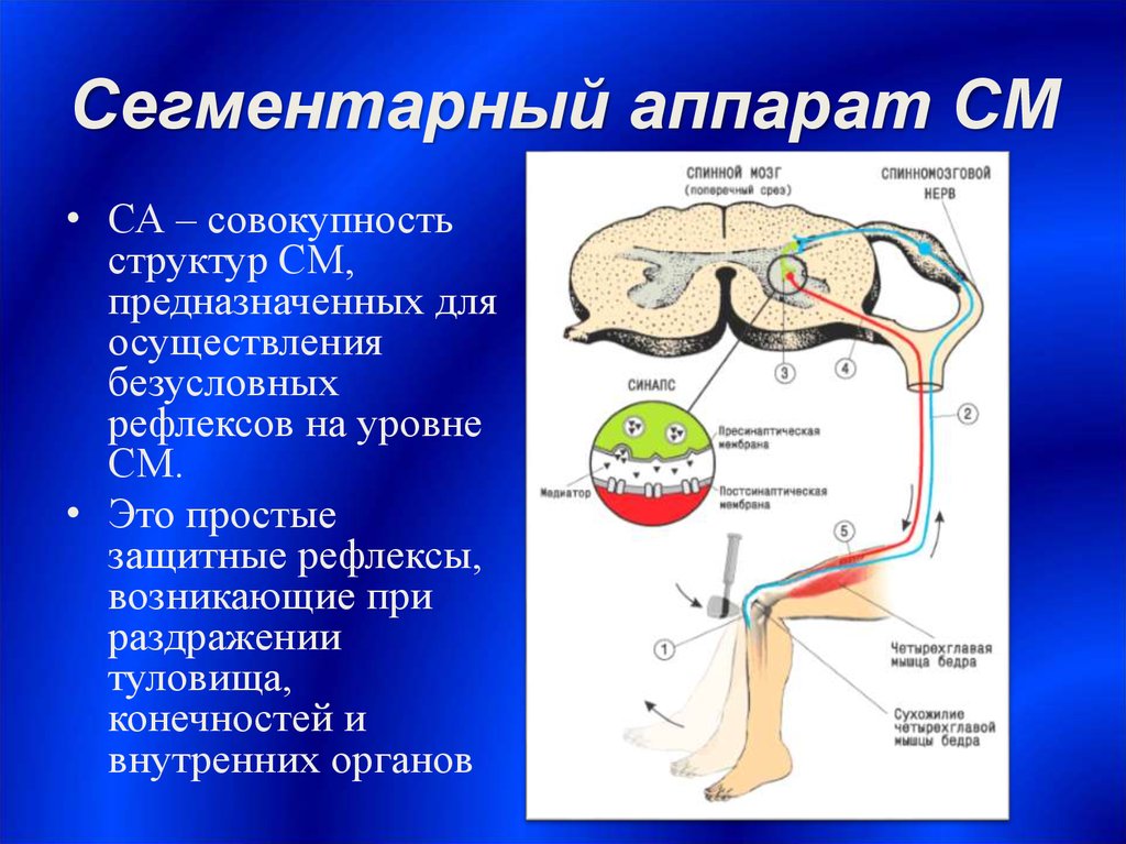 5 спинномозговых рефлексов. Сегментарный и проводниковый аппарат спинного мозга. Сегментный аппарат спинного мозга. Собственный сегментарный аппарат спинного мозга. Клиническая анатомия сегментарного аппарата спинного мозга.