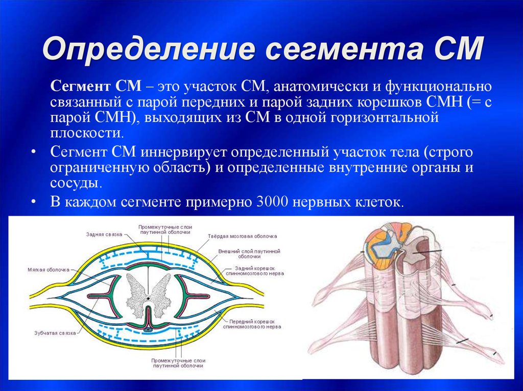 На каждом сегменте. Анатомия спинного мозга мрт. Функциональная анатомия спинного мозга. Передние и задние корешки смн анатомия. Сегмент определение.