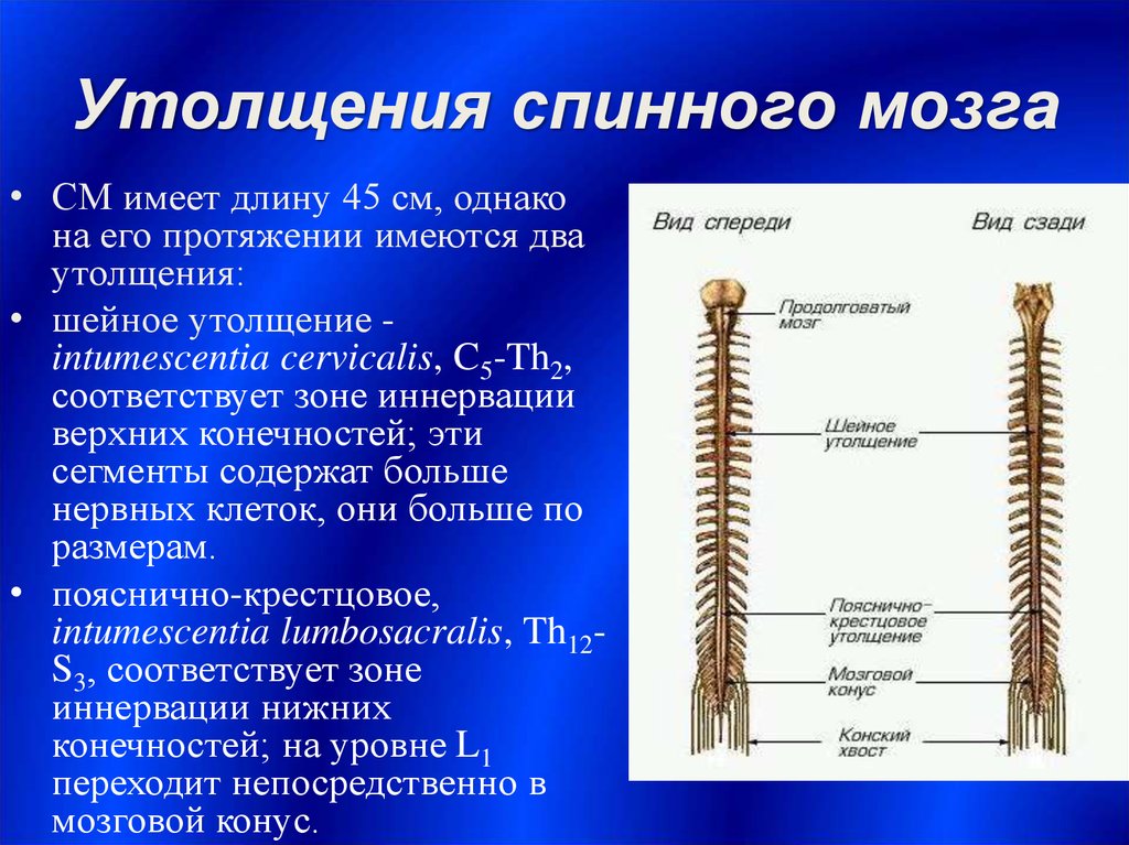 Прямо спинного. Пояснично-крестцовое утолщение спинного мозга сегменты. Шейное утолщение спинного мозга. Пояснично крестцовое утолщение сегменты. Пояснично-крестцовое утолщение спинного.