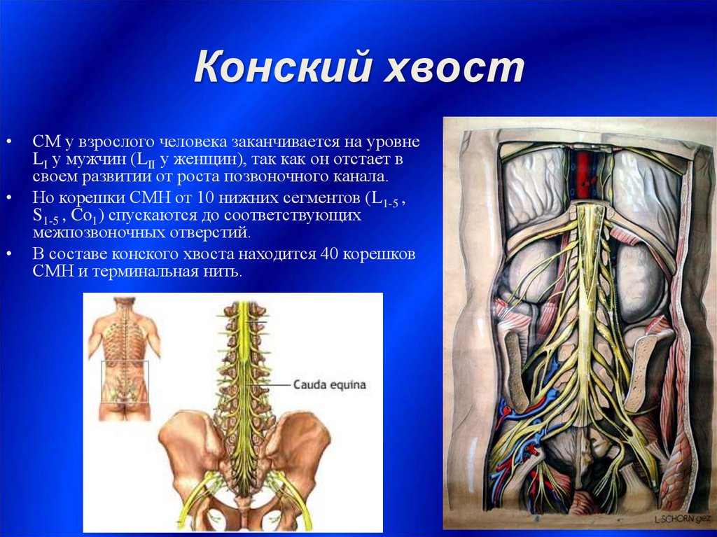 Где расположен спинной мозг. Конский хвост спинного мозга анатомия. Спинной мозг строение конский хвост. Конский хвост образован корешками спинномозговых нервов. Конский хвост позвоночника анатомия.