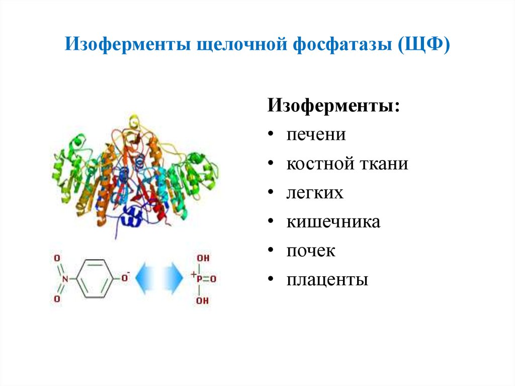Фосфатаза печени. Щелочная фосфатаза функции биохимия. Щелочная фосфатаза изоферменты. Щелочная фосфатаза структурная формула. Структура щелочная фосфатаза биохимия.