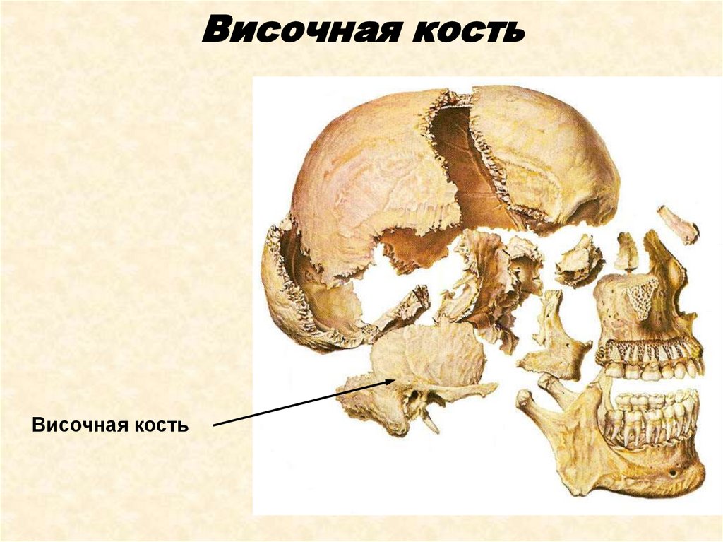 Височная кость фото