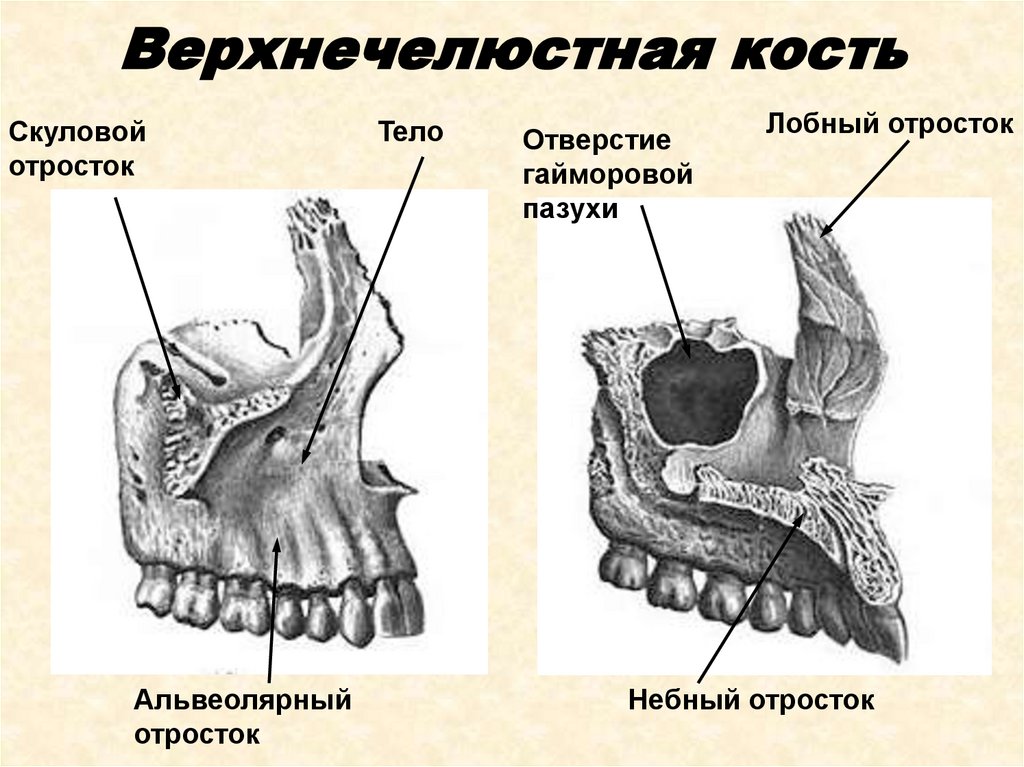 Альвеолярный отросток верхней челюсти. Скуловой отросток верхней челюсти анатомия. Альвеолярный отросток верхнечелюстной кости. Лобный отросток верхнечелюстной кости. Небный отросток верхнечелюстной кости.