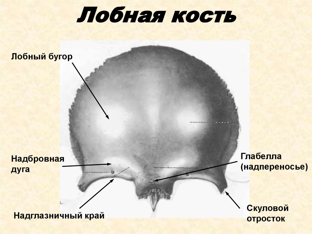 Мыщелок затылочной кости фото