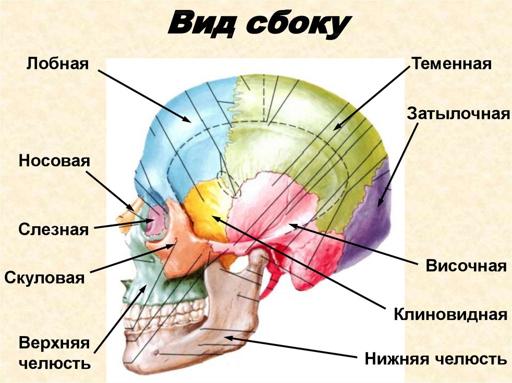 Мозговые кости черепа человека. Кости черепа мозговой отдел и лицевой отдел. Строение мозгового отдела черепа. Строение костей мозгового отдела черепа. Череп лицевой и мозговой отделы схема.