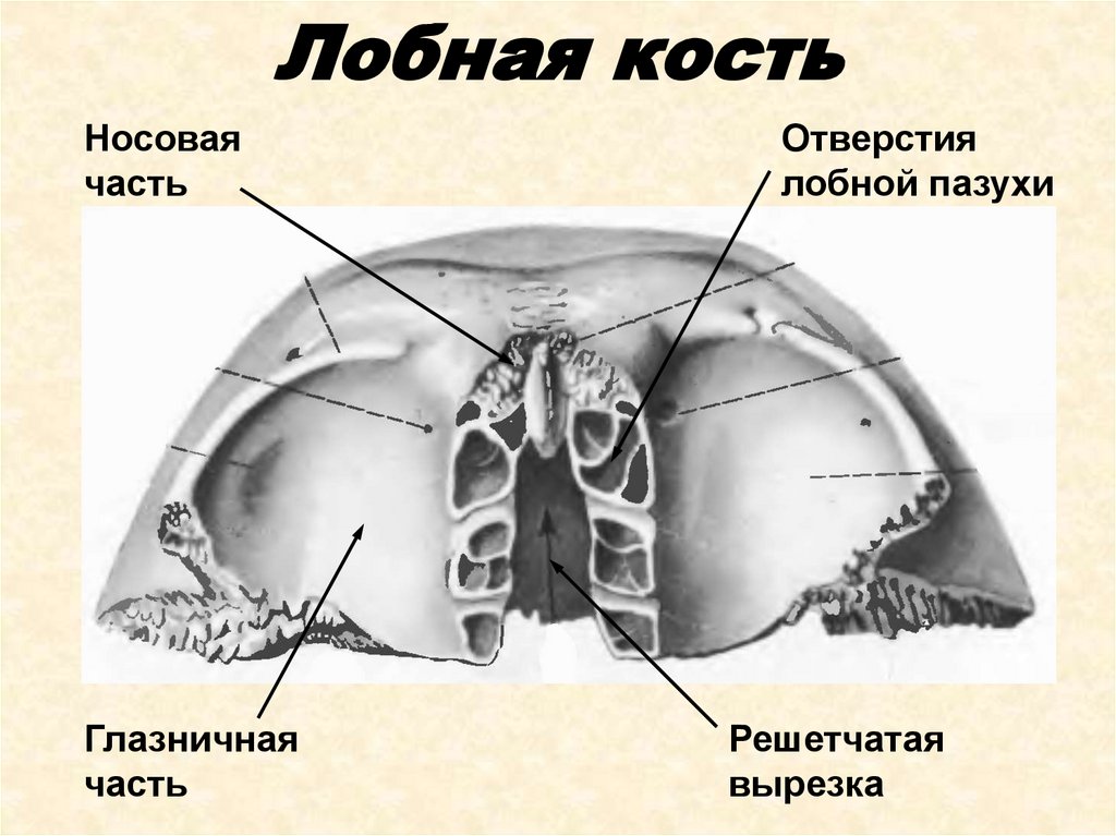 Лобковая кость картинка