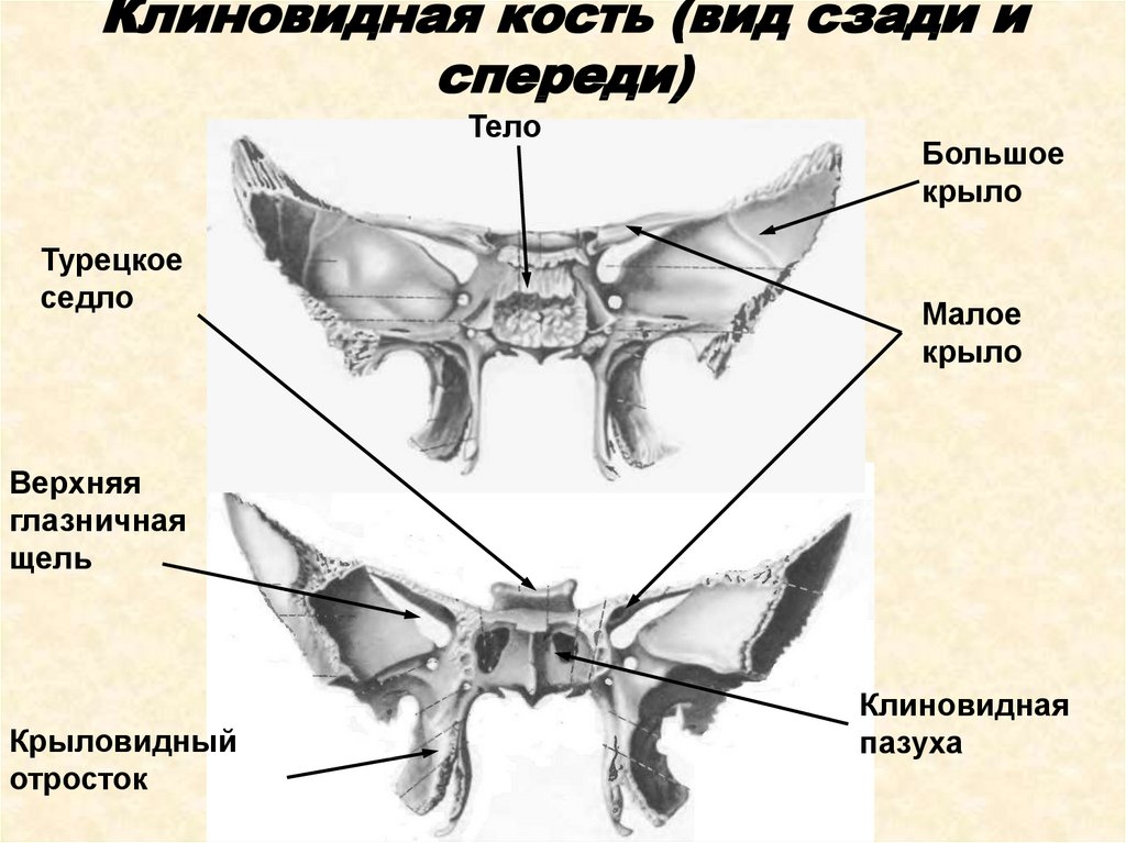 Клиновидная кость черепа рисунок