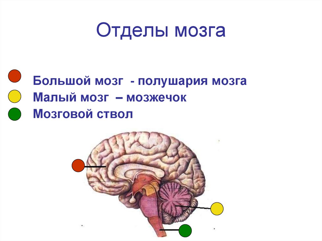 Малые полушария. Строение головного мозга ствол мозжечок. Отделы головного мозга анатомия мозжечок. Головной мозг ствол мозжечок большой мозг. Ствол мозга полушария промежуточный мозг.