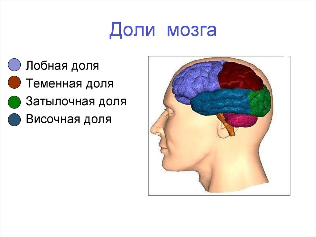 Затылочно теменная область мозга. Лобные и теменные доли мозга. Лобная теменная и затылочная доли. Височно-теменная затылочная область головы.
