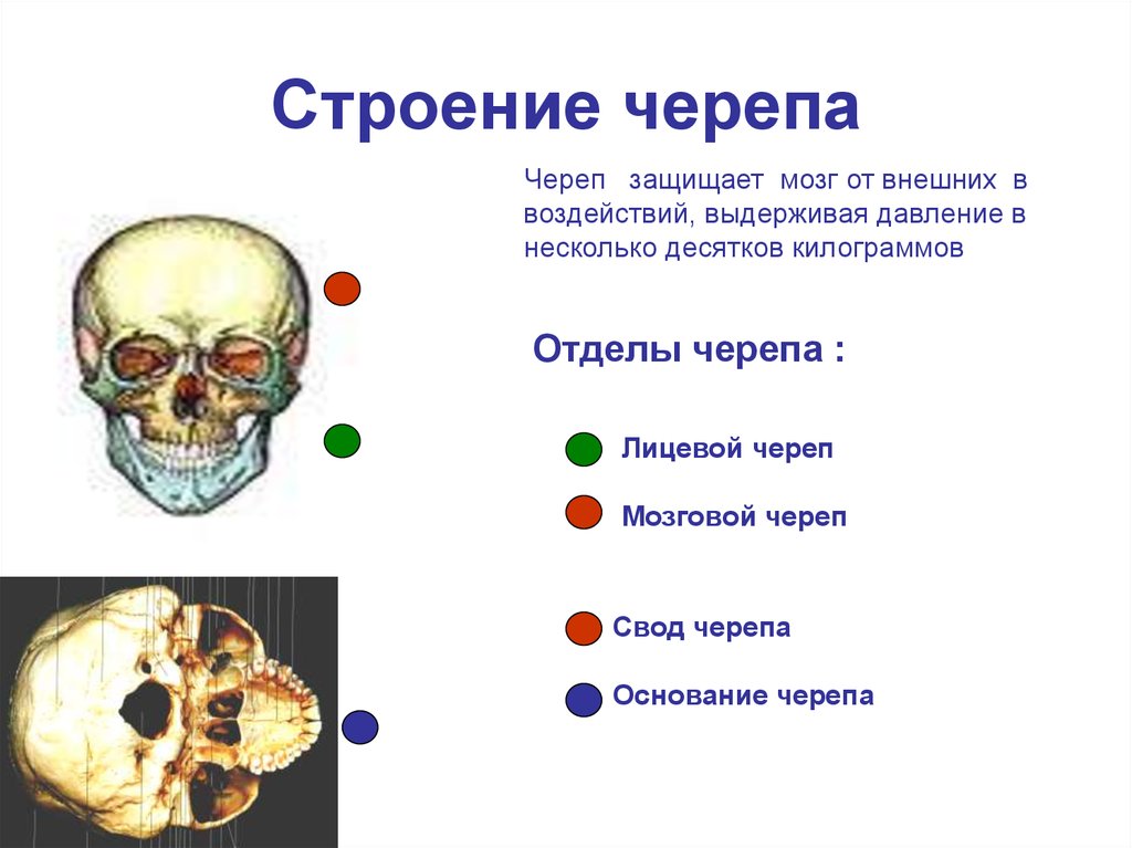 Мозговой череп презентация