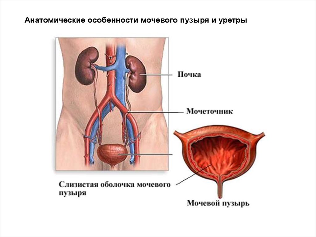 Мочевой пузырь у мужчин и женщин. Мочевой пузырь анатомия человека. Мочевая система женщины.