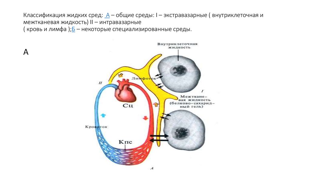 Жидкие среды организма. Классификация жидких сред организма физиология. Жидкие среды. Экстравазарные жидкие среды классификация. Жидкие среды организма внутриклеточные.