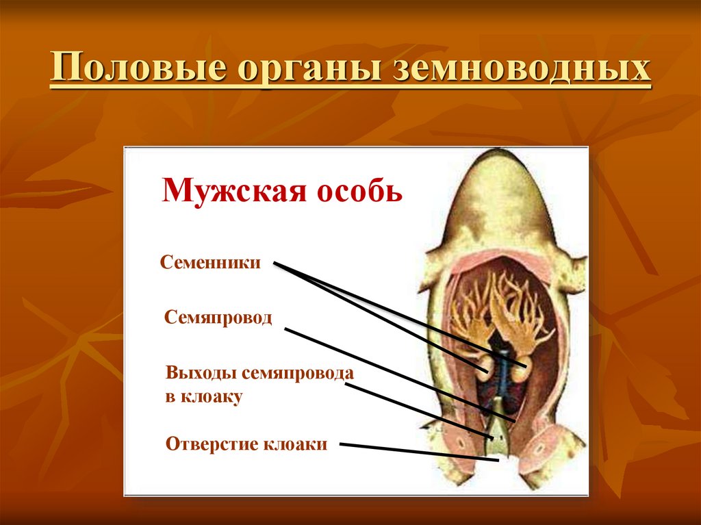 Мужской состоит. Половые органы земноводных. Органы размножения амфибий. Органы половой системы у земноводных. Строение органов размножения земноводных.