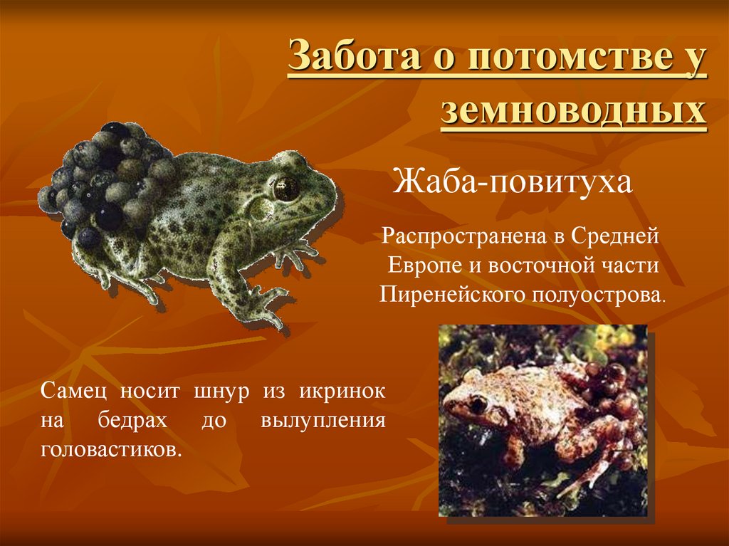 Сходства в размножении земноводных и рыб. Жаба повитуха. Забота о потомстве у земноводных. Жаба повитуха презентация. Иберийская жаба-повитуха.