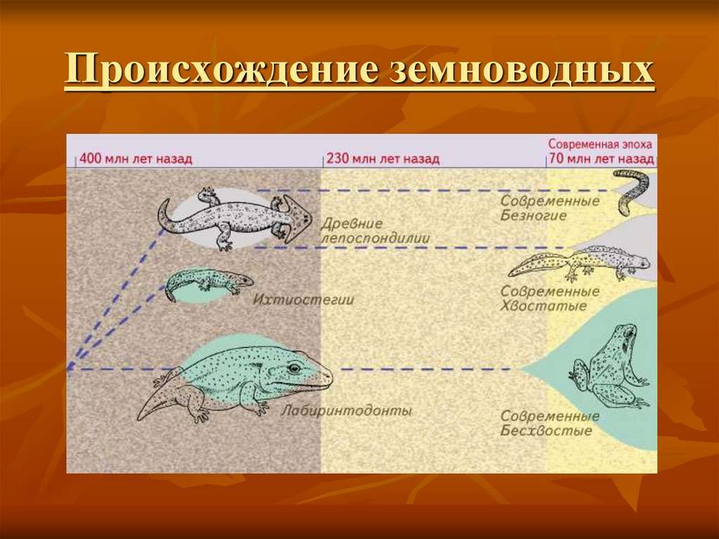 Эволюция земноводных схема