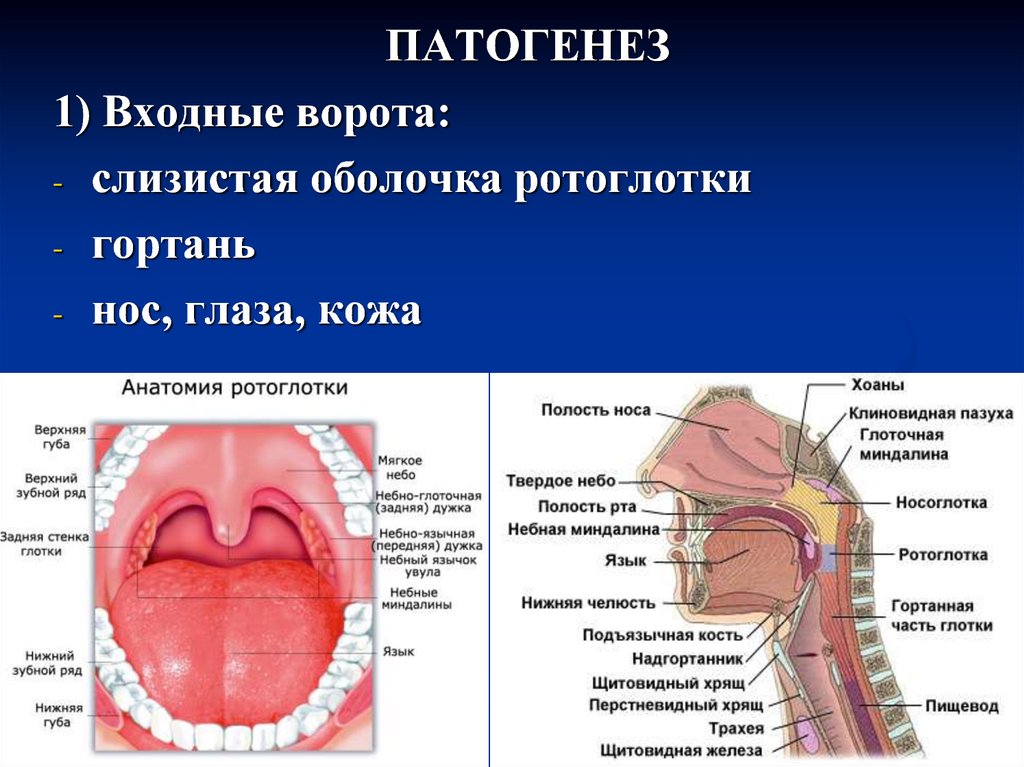 Строение ротоглотки картинка