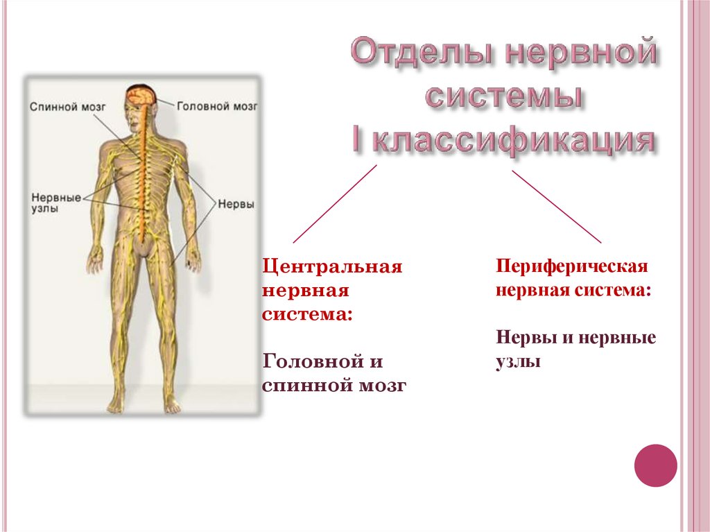 Какие функции выполняет периферическая нервная система. Центральный и периферический отделы нервной системы. Функции ЦНС И ПНС. Нервная система отделы нервной системы Центральный и периферический. Нервная система Центральная и периферическая схема.