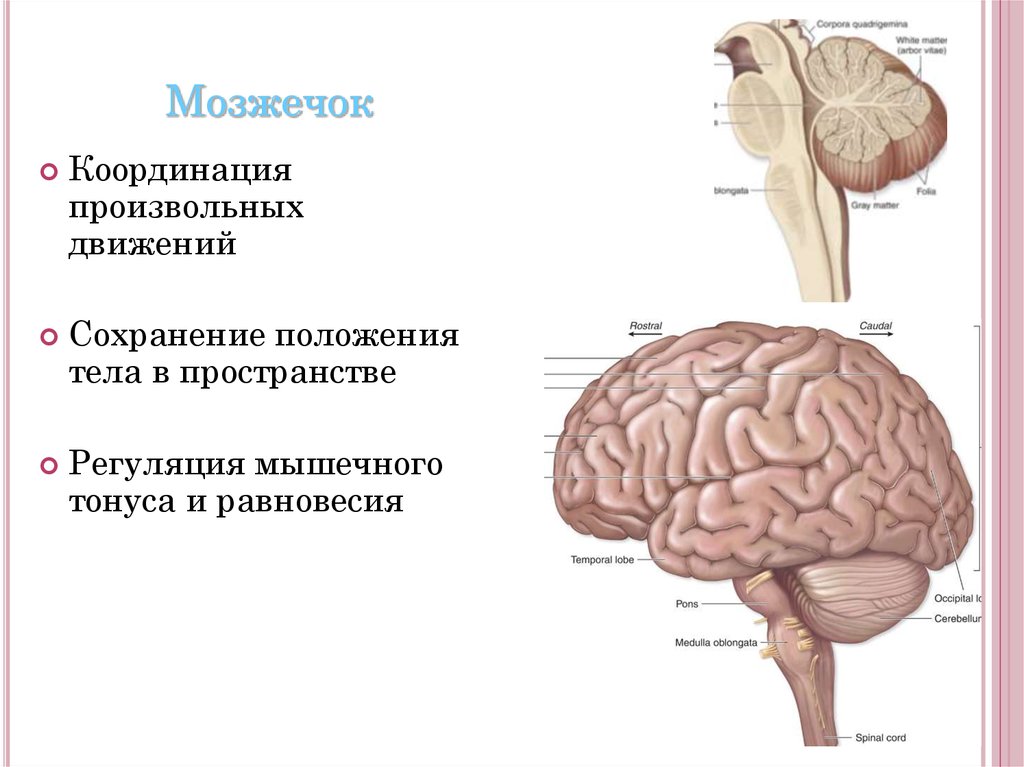 Тест мозжечок. Координация движений мозжечок. Произвольные и непроизвольные движения. Мозжечок произвольные движения. Произвольные движения человека.