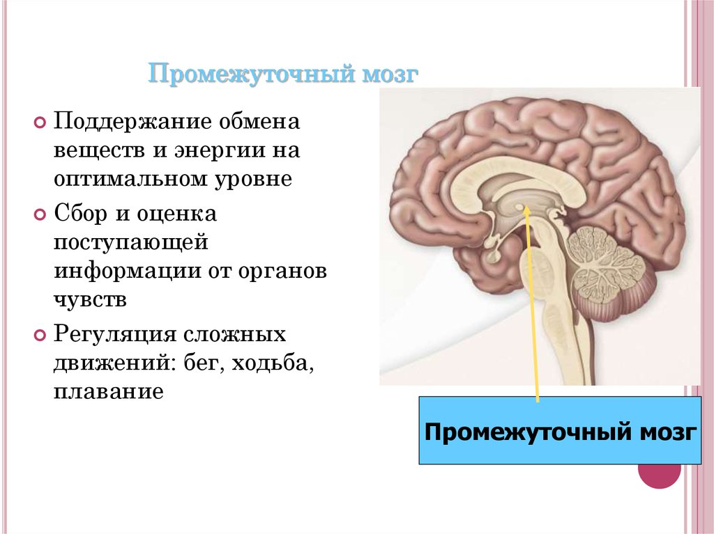 Нервы промежуточного мозга. Промежуточный мозг. Промежуточный мозг строение. Строение промежуточного мозга человека.