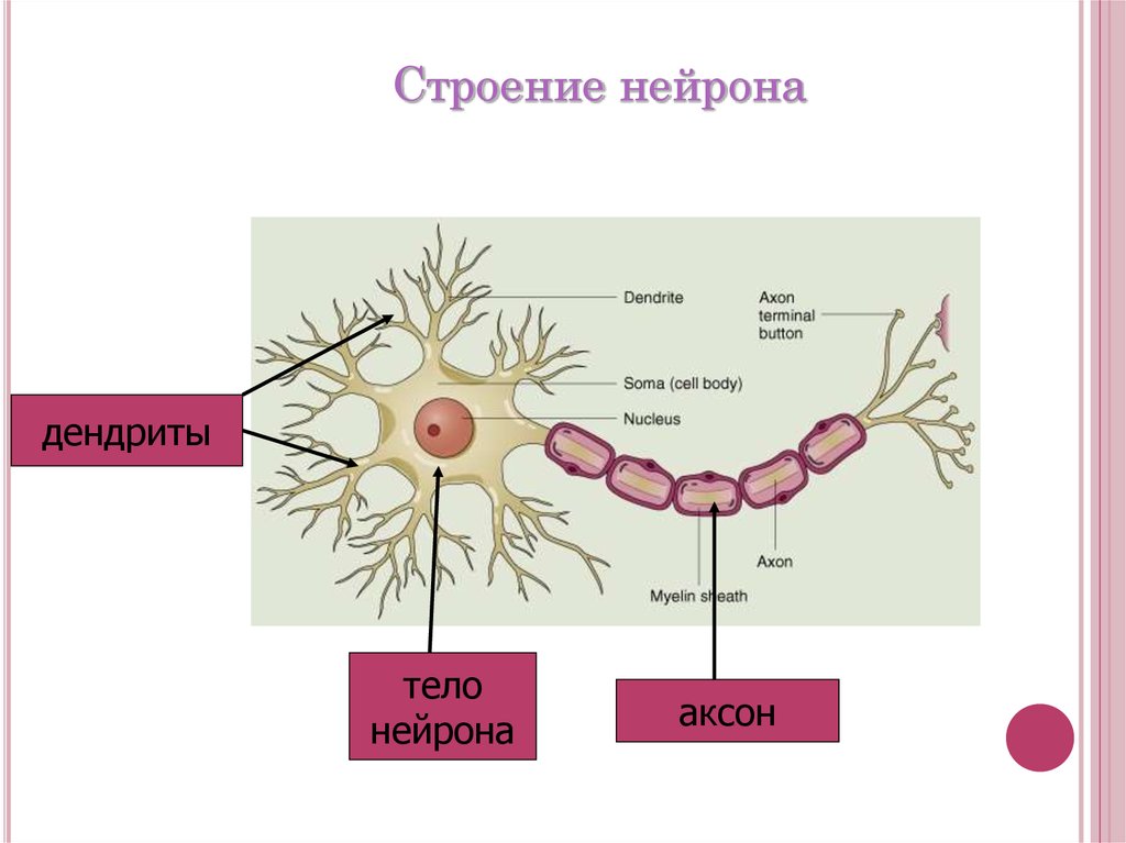 Строение нейрона презентация